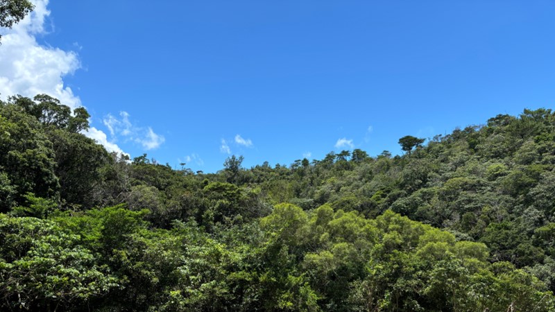 山林の施工前現場作業！の画像